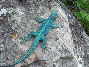 A striking green Spanish lizard is resting on a warm, textured rock surrounded by lush greenery. Its scales shine under natural light, showcasing the unique patterns that blend into its environment. clipart