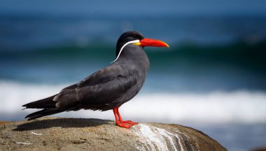 An Inca Tern stands proudly on a sunlit rock, showcasing its striking features. The vibrant red beak and unique mustache contrast beautifully against its dark feathers, while ocean waves gently lap at the shore, creating a serene backdrop. clipart