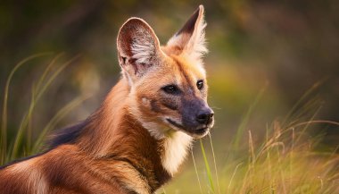 A striking maned wolf stands amidst tall grasses, showcasing its vibrant fur as it surveys the beautiful South American landscape. The warm light highlights its unique features, capturing a moment in its natural habitat. clipart