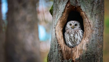 A boreal owl is comfortably nestled in a natural tree cavity, showcasing its striking features and beautiful plumage. clipart