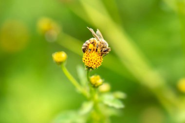 Avrupa bal arısı Apis mellifera olarak da bilinir..