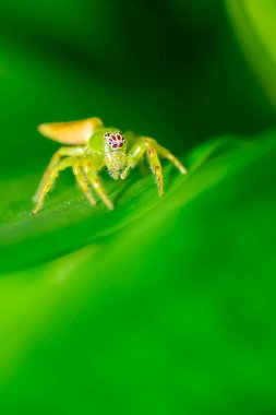 Mopsus mormon, Salticidae familyasından Avustralya 'da yaşayan bir örümcek türü. Mopsus cinsindeki tek türdür. Yeni Gine ve Doğu Avustralya 'da bulunur. Genellikle yeşil zıplayan örümcek olarak bilinir..