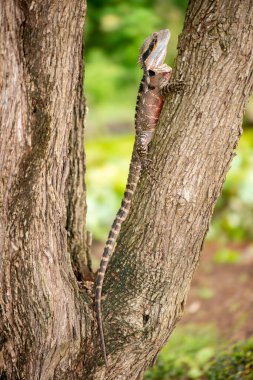 Doğu su ejderhası ve Gippsland su ejderhası alt türlerini içeren Avustralya su ejderhası, Victoria 'dan Queensland' a kadar Avustralya 'nın doğusunda yaşayan bir ağaçsıl ağaç türüdür..