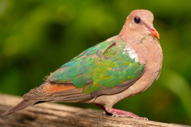 Pasifik zümrüt güvercini (İngilizce: Pacific emerald dove), Endonezya 'nın kuzey ve doğu Avustralya' da tropikal ve tropikal bölgelerinde yaşayan bir güvercindir..