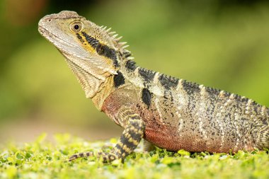 Doğu su ejderhası ve Gippsland su ejderhası alt türlerini içeren Avustralya su ejderhası, Victoria 'dan Queensland' a kadar Avustralya 'nın doğusunda yaşayan bir ağaçsıl ağaç türüdür..