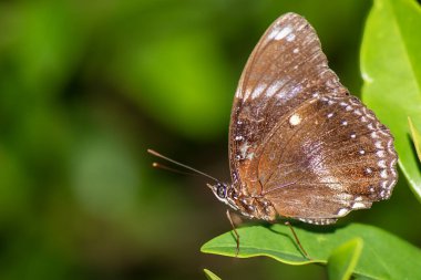 Hypolimnas bolina, Madagaskar 'dan Asya ve Avustralya' ya kadar uzanan nemfobik bir kelebek türüdür..
