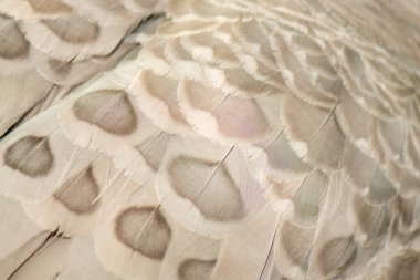 Close up of the Cape Barren goose feathers. The goose is very large, pale grey with a relatively small head and is a species of goose endemic to southern Australia. The scientific name is Cereopsis novaehollandiae. clipart