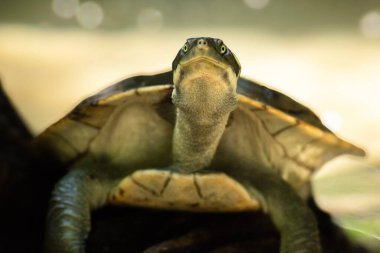 Mary River kaplumbağası, Chelidae familyasından nesli tükenmekte olan kısa boyunlu bir kaplumbağa türüdür. Güneydoğu Queensland, Avustralya 'daki Mary Nehri' ne endemiktir..