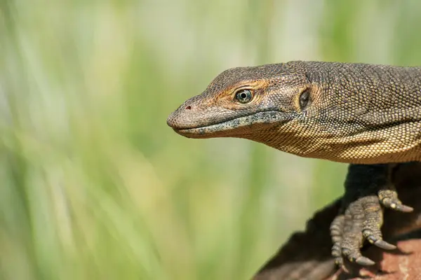 stock image Mertens' water monitor, also called commonly Mertens's water monitor is a species of lizard in the family Varanidae. The species is endemic to northern Australia, and is a wide-ranging, actively foraging, opportunistic predator of aquatic habitats.