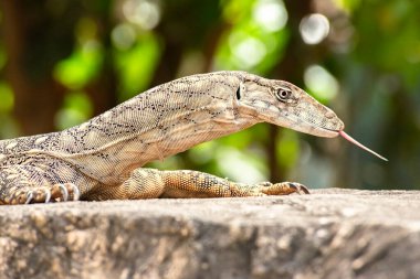 Perentie, kertenkelenin bir türüdür. Komodo ejderhası, Asya su monitörü ve timsah gözlemcisinden sonra dünyadaki en büyük yaşayan kertenkelelerden biridir..