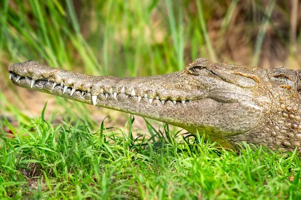 The freshwater crocodile, also known as the Australian freshwater crocodile, Johnstone\'s crocodile or the freshie, is a species of crocodile endemic to the northern regions of Australia.