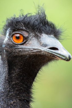 Emu, Avustralya 'ya özgü, en büyük yerli kuş türü olan uçamayan bir kuş türüdür..