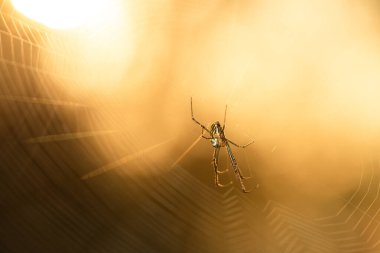 Orb-dokumacı örümcekler Araneidae örümcek familyasının üyeleridir. Onlar genellikle bahçelerde, tarlalarda ve ormanlarda bulunan spiral tekerlek şeklindeki ağların en yaygın yapıcılarıdır..