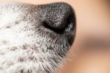 Minyatür bir Tilki Terrier köpeğinin burnunun detaylı yakın plan çekimi..