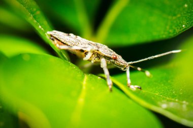 Pentatomidae, genellikle kalkan böcekleri veya pis kokulu böcekler olarak adlandırılan Hemiptera familyasına ait bir böcek familyasıdır..