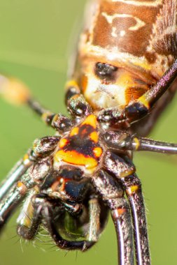 Orb-dokumacı örümcekler Araneidae örümcek familyasının üyeleridir. Onlar genellikle bahçelerde, tarlalarda ve ormanlarda bulunan spiral tekerlek şeklindeki ağların en yaygın yapıcılarıdır.. 