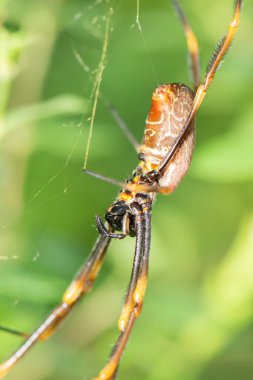 Orb-dokumacı örümcekler Araneidae örümcek familyasının üyeleridir. Onlar genellikle bahçelerde, tarlalarda ve ormanlarda bulunan spiral tekerlek şeklindeki ağların en yaygın yapıcılarıdır.. 