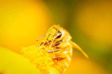 Apis mellifera olarak da bilinen Avrupa bal arısı tatlı kokulu kadife çiçeğini tozlaştırıyor..