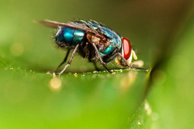 Calliphora vomitoria, sinekgiller (Calliphoridae) familyasından bir sinek türü.