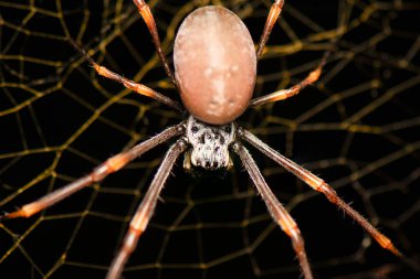 Trichonephila edulis, Nephilidae familyasından bir örümcek türü. Avustralya 'nın altın küre dokumacısı olarak bilinir..