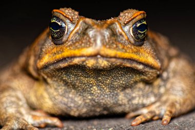 Baston karakurbağası, ya da dev neotropik kurbağa, Güney ve Orta Amerika 'da yaşayan, büyük, karasal bir kara kurbağasıdır..