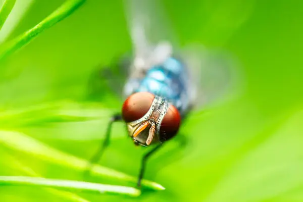 stock image Calliphora vomitoria, known as the blue bottle fly, orange-bearded blue bottle, or bottlebee, is a species of blow fly, a species in the family Calliphoridae