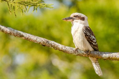 Gülen yalıçapkını Halcyoninae alt familyasından bir kuş türüdür. Beyazımsı bir kafası ve kahverengi çizgili büyük ve güçlü bir balıkçıdır. Üst kısımları çoğunlukla koyu kahverengidir ama kanat örtüsünde açık mavi bir bölge vardır..