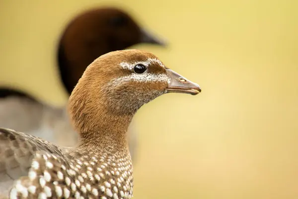 stock image The Australian wood duck, maned duck or maned goose is a dabbling duck found throughout much of Australia.