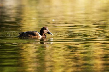 The hardhead, also known as the white-eyed duck, is the only true diving duck found in Australia clipart