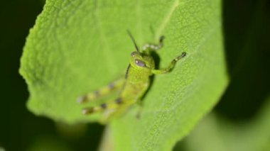 Bir Valanga nigricornis Grasshopper 'ın Macro' su.