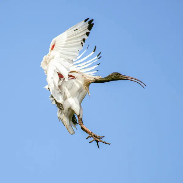 stock image The Australian white ibis is a wading bird of the ibis family, Threskiornithidae. It is widespread across much of Australia. It has a predominantly white plumage with a bare, black head, long downcurved bill, and black legs.