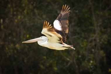 Avustralya pelikanı, Avustralya 'nın iç ve kıyı sularında yaygın olarak bulunan Pelecanidae familyasından büyük bir su kuşudur..