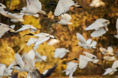 The Australian white ibis is a wading bird of the ibis family, Threskiornithidae. It is widespread across much of Australia. It has a predominantly white plumage with a bare, black head, long downcurved bill, and black legs. clipart