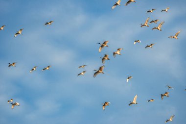 Avustralya akayısı, Ibis familyasından Threskiornithidae familyasından bir kuş türü. Avustralya 'nın çoğunda yaygındır. Ağırlıklı olarak beyaz tüyleri, siyah tüyleri, uzun eğimli gagası ve siyah bacakları vardır..