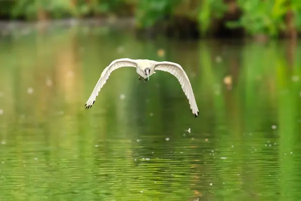 stock image Australian White Ibis in flight above the lake at Sherwood Arboretum in Queensland.