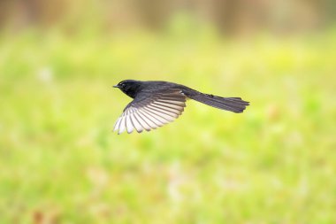 Willie Wagtail, bilimsel adı Rhipidura lökosphrys. Yaygın ve tanıdık bir kuştur ve sık ormanların dışında birçok yaşam alanında yaşar.. 