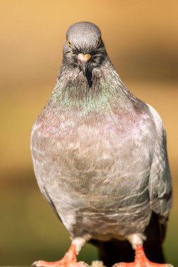 Kaya güvercini, kaya güvercini veya güvercin, Columbidae familyasının bir üyesidir..