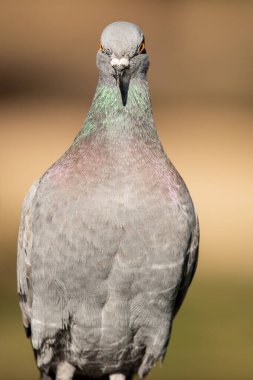 Kaya güvercini, kaya güvercini veya güvercin, Columbidae familyasının bir üyesidir..