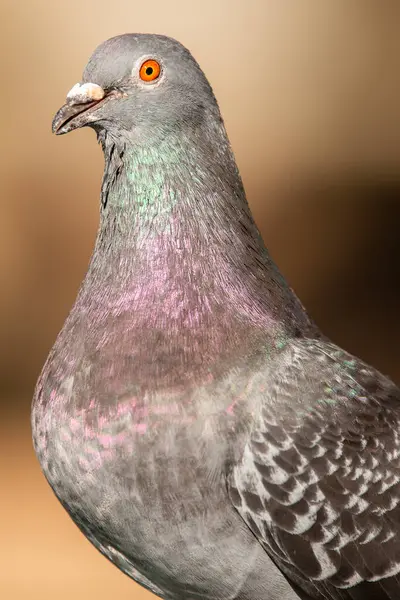 stock image The rock dove, rock pigeon, or common pigeon is a member of the bird family Columbidae.