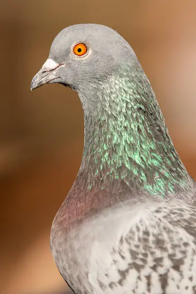 stock image The rock dove, rock pigeon, or common pigeon is a member of the bird family Columbidae.