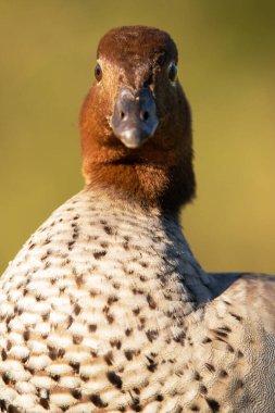 The Australian wood duck, maned duck or maned goose is a dabbling duck found throughout much of Australia. clipart