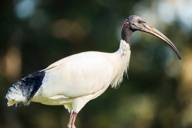 Avustralyalı beyaz aynak, Ibis familyasından Threskiornithidae familyasından bir kuş türü..