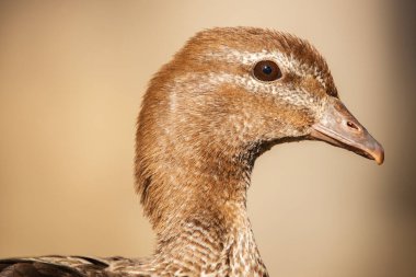Avustralya ördeği, yaban ördeği ya da yaban kazı Avustralya 'nın büyük bölümünde bulunan bir ördek türüdür..