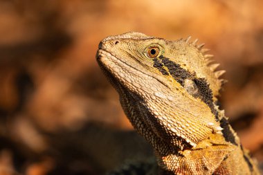 Avustralya su ejderhası (