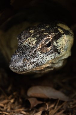 The lace monitor, also known as the tree goanna, is a member of the monitor lizard family native to eastern Australia. clipart