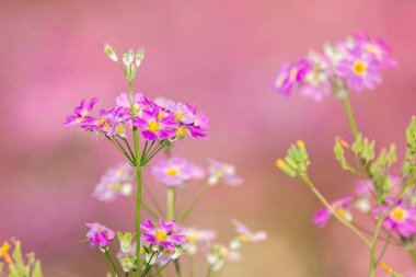 Primula malacoides, called the fairy primrose or baby primrose, is a perennial species of Primula. clipart