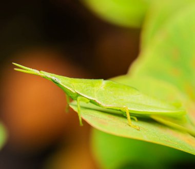 Atractomorpha similis, Atractomorpha familyasından bir çekirge türüdür..