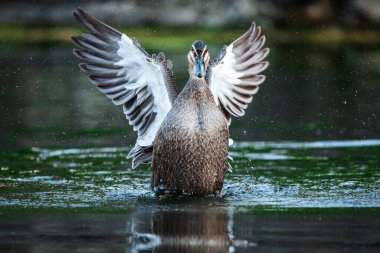 The Pacific Black Duck spreading its wings wide as it stands in water, showcasing the beautiful feathers. The water droplets can be seen falling from its wings, capturing a moment of motion. clipart