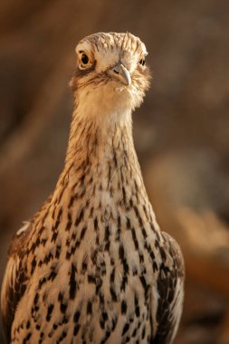 The bush stone-curlew or bush thick-knee is a large, ground-dwelling bird endemic to Australia. clipart