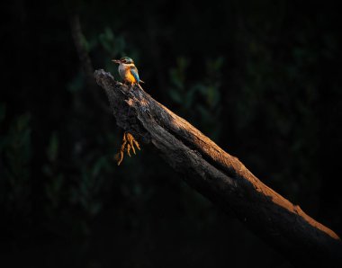 Kutsal Kingfisher, Avustralya 'daki mangrovlarda, ormanlarda, ormanlarda ve nehir vadilerinde ortaya çıkan orta büyüklükte bir orman balıkçısıdır..
